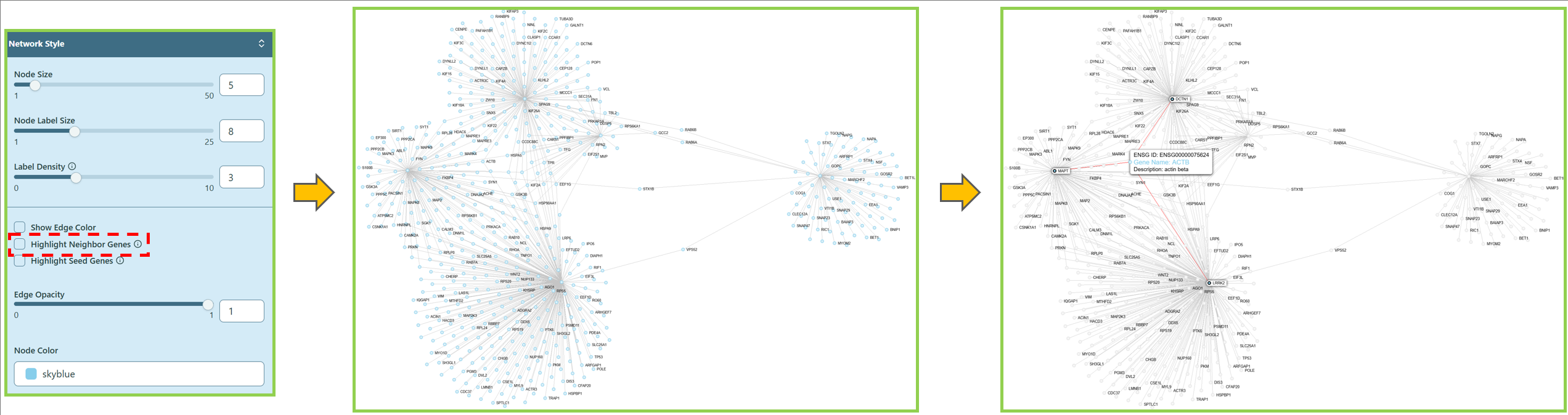 Highlight Neighbor Genes